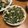 a0imama♡'s cooksnap of when they made インゲンとちくわの胡麻味噌和え.