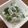 ＊まめゴマ＊'s cooksnap of when they made 離乳食♡ピーマンとしらすの胡麻和え.