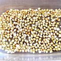 ３匹の大ぶたママ's cooksnap of when they made そばの実の発芽方法　.