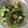 matyapy's cooksnap of when they made ゴーヤとオクラのさっぱり和え.