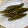 パグ桃's cooksnap of when they made きゅうりの粕漬け.