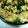 ｆｕｔｕ's cooksnap of when they made 九条ネギを味わう☆たまご丼.