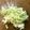 ふ～こ♪'s cooksnap of when they made ケンタッキーより美味しいコールスロー♪.