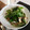 MITUI4510's cooksnap of when they made エリンギの豚しそ巻き.