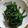 ぶりぶりぶーりちゃん's cooksnap of when they made にらのおひたし.