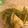JackFruits's cooksnap of when they made まるでふきみたい！セロリの煮物！.