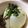 hmaotabiga's cooksnap of when they made レンチン！新タマネギのチーズと塩昆布蒸し.
