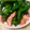 NAOばあさん's cooksnap of when they made ししとうと魚肉ソーセージの炒め.