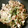 春日さち's cooksnap of when they made あっさり★水菜と豚バラの塩炒め.