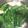 クック26352G☆'s cooksnap of when they made 小松菜と豆腐の生姜スープ.