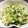 農家嫁スターチス's cooksnap of when they made ささみときゅうりの中華和え.