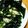 クックZ5BMQF☆'s cooksnap of when they made ヘルシーきゅうりとキャベツの塩昆布.