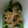 料理が趣味の主夫's cooksnap of when they made 【龍愛】ししとうのバター醤油焼き.
