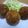 はっちゅー★'s cooksnap of when they made カレーライスコロッケ.