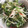 ちびまめママ◎'s cooksnap of when they made 簡単！きゅうりとかいわれのサラダ.