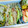 カメリア22's cooksnap of when they made 切って和えるだけ！大根の梅サラダ.
