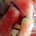 Kokopo36's cooksnap of when they made 西瓜の緑の部分の浅漬け.