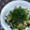 みがつくひと's cooksnap of when they made ☆ 長茄子と茗荷の さっぱり和え ☆.