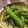 あやかときょうこ's cooksnap of when they made ししとうのささっと炒め.