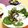komutatata's cooksnap of when they made ブリの塩麹焼きwithニラ醤油.