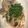 クックKI1TP0☆'s cooksnap of when they made いつもと一味違う豚肉の生姜焼き♪.