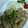 kaoruusagi's cooksnap of when they made 愛され♡我が家の甘めな豚肉の生姜焼き♪.