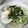 菜鳳子's cooksnap of when they made 冷やし白だし納豆うどん.
