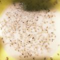 はやしすん。's cooksnap of when they made 簡単！手作り胡麻ドレッシング.