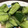 水海月82's cooksnap of when they made 超簡単♪キュウリのとろみ中華炒め♡.
