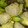 しのっぷぅ's cooksnap of when they made 蒟蒻とナスの煮物.