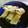 まゆたまねこ's cooksnap of when they made 簡単！ささみと大葉とチーズの春巻き.
