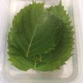 もきち☆'s cooksnap of when they made 摘みたてよりシャッキリ⁈大葉の保存方法.