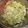 クックO9D9L6☆'s cooksnap of when they made 野菜たっぷり☆サッパリねぎ塩ハンバーグ♪.