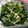 Monica062's cooksnap of when they made ほうれん草とエノキのゴマ和え.