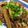 ハッピー0419's cooksnap of when they made 夏向け！牛蒡と鶏の照り焼き♡.