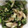 ハングル's cooksnap of when they made オクラとみょうがのさっぱり和え.