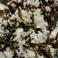 リリースター0312's cooksnap of when they made ゴマこんぶとちりめんの白和え.