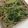 キャップとラム's cooksnap of when they made 即席！水菜のごまあえ。.