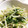 ちづりんも's cooksnap of when they made 節約☆もやしと豆苗のマヨポン.