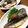 YUKIKI☆'s cooksnap of when they made いわしの梅干煮.