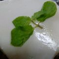 Sweetdays☆'s cooksnap of when they made 生クリームと作るヨーグルトケーキ.