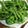 もりのりころ's cooksnap of when they made 枝豆の茹で方.