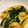 クックSB1SRZ☆'s cooksnap of when they made ほうれん草と卵のお浸し 梅風味.