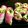 ka321ri's cooksnap of when they made アボカドと生ハムの生春巻.