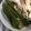 あぽももこ's cooksnap of when they made 簡単、甘唐辛子の麺つゆ浸し.