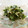 ☆Rokko☆'s cooksnap of when they made 今が旬！簡単！モロヘイヤ和え物.