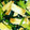 クックXFL002☆'s cooksnap of when they made ほうれん草の海苔卵和え.