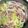 なか☆chibi's cooksnap of when they made 豚ばら肉と白菜のミルフィーユ.