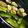 まさぶろう's cooksnap of when they made ホットプレート☆焼くだけで旨い野菜裏ワザ.