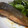 眠猫ちー's cooksnap of when they made 旬の鮭☆今夜はバター焼きで✿.
